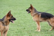德国牧羊犬的饲养方法——让它成为您的最佳伴侣（从选购到训练，一步步教您如何养好德国牧羊犬）