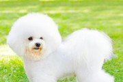 冬季比熊犬洗澡注意事项（宠物健康需谨慎，冬季洗澡不可忽略的关键）