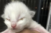 出生一天的猫咪如何喂养？（宠物猫咪成长过程中的关键饲养细节）
