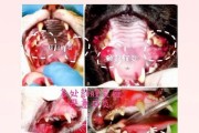 小猫什么时候换臼齿？（探秘小猫成长中的牙齿变化及其适当换齿时机）
