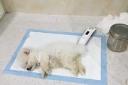 狗狗为何突然不回家？（探究狗狗离家的原因及如何应对）