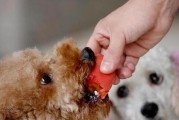 如何有效防止泰迪犬乱翻垃圾桶（宠物教育必备技巧）