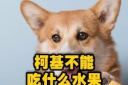 受伤小狗的饮食指南（关爱受伤小狗，从饮食开始）