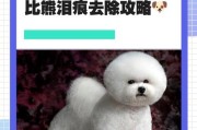 揭秘比熊产生泪痕的七大原因（探索比熊泪痕背后的奥秘，保护它们的眼睛健康）