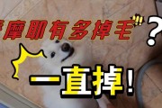 揭秘萨摩耶掉毛的真正原因（为什么你的萨摩耶总是掉毛？如何解决掉毛难题？）