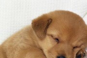 狗狗取名指南——如何为你的宠物取个好名字？（狗狗的名字应该具备哪些特点？）
