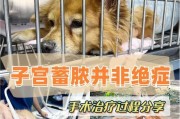 狗狗绝育手术后恢复需要多长时间？（了解狗狗绝育手术的恢复过程及注意事项）