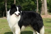 法兰德斯畜牧犬的饲养方法（了解法兰德斯畜牧犬的特点与需求，打造健康幸福的宠物生活）