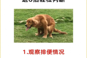 不知道狗狗有没有吃饱？狗狗是否吃饱的判断方法