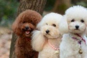 泰迪犬繁育指南（宠物爱好者必看，了解以泰迪犬繁育需要注意的问题）