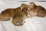 新生的小奶猫如何进行人工抚育？一文带你了解