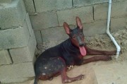 苏联红星犬（揭秘苏联红星犬的历史、训练与传奇）