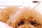 小心！这些食物会危害你的贵宾犬（贵宾犬不能吃的东西及其致病原因）