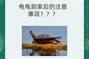 正确喂食乌龟的注意事项（养殖乌龟需谨慎，喂食需讲究）