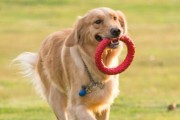 金毛寻回犬——忠诚伴侣的最佳选择（以宠物为主，探索金毛寻回犬的品种特点和培育方法）