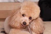 如何正确护理贵宾犬的毛发？（从洗浴到造型，全面解析贵宾犬毛发护理技巧）