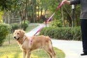 如何安全地给你的狗狗系牵引带外出散步（以宠物为主，从头到尾详细教你如何给狗狗系牵引带外出散步）