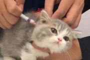 小猫咪的驱虫时间表（如何科学合理地给宠物驱虫）