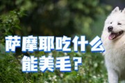 萨摩两个月大的饮食安排（宝宝成长的关键时期，如何科学喂养？）