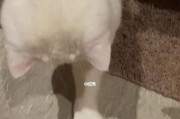 宠物牙齿护理必备！如何正确给狗狗使用牙线？（了解宠物口腔健康知识，让狗狗拥有健康口腔）