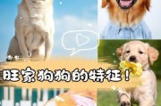 为什么狗狗的视觉较差？（探究狗狗视觉障碍的原因及预防措施）