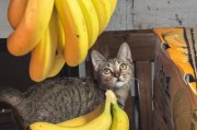三个月大的猫可以吃哪些水果？（了解适合三个月大猫咪的水果选择）