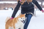秋田犬用清洁剂的危害（宠物健康需警惕，这1个切勿忽略）