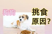 狗狗挑食怎么办？（针对狗狗挑食的15个实用对策）