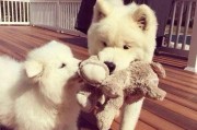 萨摩耶犬的平均寿命是多少？（以宠物为主，解析萨摩耶犬的寿命特点）