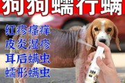 小狗外用驱虫药的使用时机及注意事项（选择适当时机保护小狗健康，）