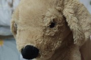 玩具在狗狗成长中的重要性（宠物玩具的选择与使用技巧）