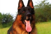 德牧幼犬的科学饲养（以营养均衡的食谱为基础，全面关注宠物健康）
