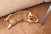 打造迷人可爱的柯基犬美容攻略（了解柯基犬的毛发特性，让你的宠物更加舒适健康）