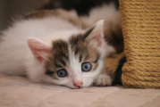 刚满月的小猫该怎么养？奶猫求生手册