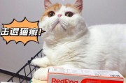 猫癣的治疗药物及食疗方法详解（猫癣药物治疗和食疗方法的实用指南）