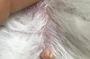泰迪犬的健康变化（了解宠物犬的身体语言，关注泰迪犬的健康状况）
