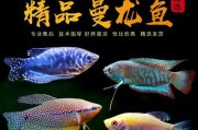 珍珠马甲饲养指南（宠物珍珠马甲的饲养方法，让你的宠物健康成长）