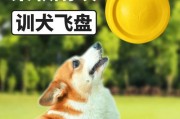 如何训练你的宠物狗成为飞盘高手？（以飞盘狗训练入门7大建议为指导，让你的狗狗成为飞盘专家！）