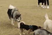 狗为什么喜欢蹭屁股？（解析狗蹭屁股的原因和行为习惯）
