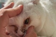 猫咪眼红原因及处理方法（猫咪眼红是什么回事？了解原因与解决办法）