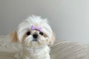 如何预防以西施犬掉毛（宠物爱护全攻略）