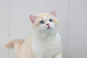 一般的猫是什么颜色？（揭秘猫的常见毛色和变异）