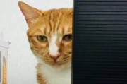 猫咪食用巧克力的症状与处理方法（猫咪食用巧克力引发的中毒症状及应对措施）
