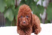 如何科学合理地喂养迷你贵宾犬——每日几餐是关键（从科学喂养的角度探讨迷你贵宾犬每天吃几顿的问题）