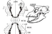 全面了解哥威斯犬的饲养方法（打造健康、快乐的哥威斯犬生活）