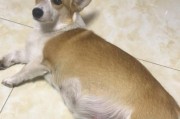 狗狗肚子大了并不代表怀孕，这些可能是罪魁祸首！（宠物健康管理指南，从这些方面入手）