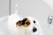 狗狗不能洗澡的几种情况（狗狗抵抗力差、身体不适、伤口未愈合都不能洗澡）