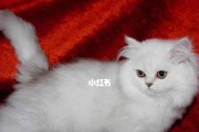 金吉拉的饲养方法：如何打理这种美丽的水生植物？