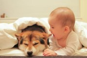 狗狗发热，如何治疗？（以宠物为主，了解发热原因和治疗方法）
