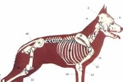 母猎狐犬的繁殖特性（了解猎狐犬的生育、繁殖和育儿）
